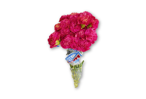 Carnations Pink - Kenly's