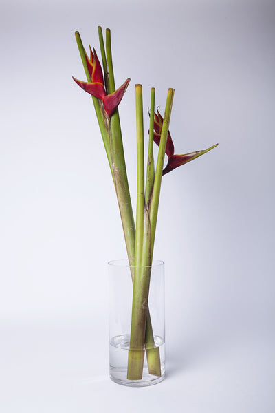 Heliconia - Kenly's