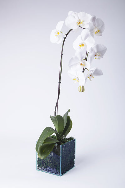 Single stem orchid in vase - Kenly's