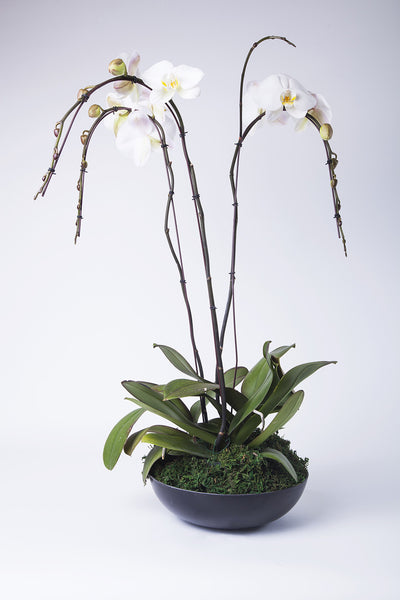 Fresh white orchids in black bowl - Kenly's