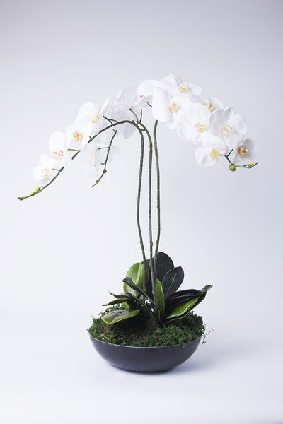 Artificial white orchid planted up - Kenly's