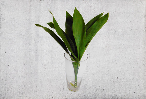 Aspidistra Leaves - Kenly's