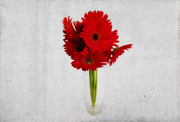 Red Gerbera's - Kenly's