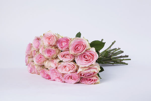 24 Pink Roses - Kenly's